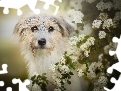 dog, Twigs, Spiraea, Flowers