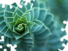 Cactus, spiral