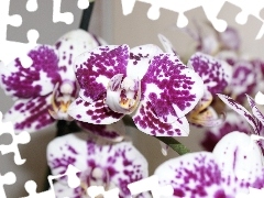 Flowers, purple, spots, orchid