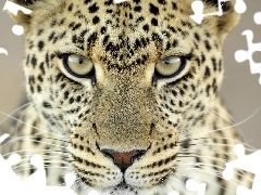 spots, Leopards, hair