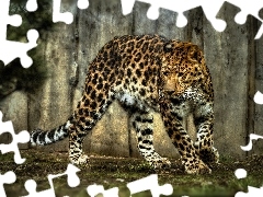 Jaguar, spots