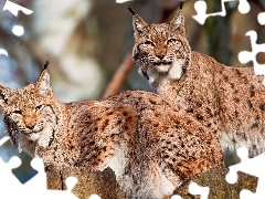 spots, lynx, Logs