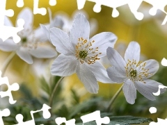 anemone, Flowers, Spring, White