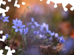Blue, Liverworts, Flowers, Spring