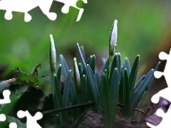 Spring, snowdrops, Buds