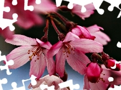 Spring, Flowers, cherry