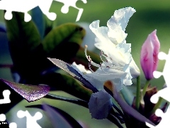 White, Leaf, Spring, Colourfull Flowers