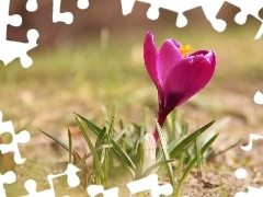 Spring, Pink, crocus