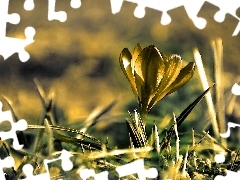 crocus, Spring