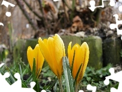 crocuses, Spring