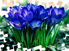 Spring, Blue, crocuses