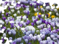 Spring, color, crocuses