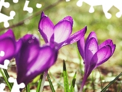 Spring, purple, crocuses