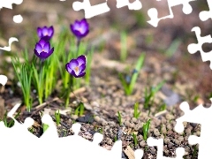 Spring, purple, crocuses