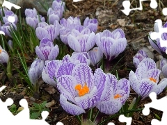 crocuses, stripes, Spring, purple