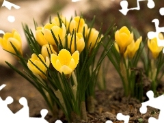 Spring, Yellow, crocuses