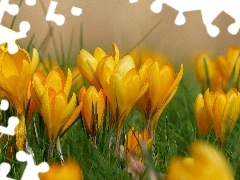 Spring, Yellow, crocuses