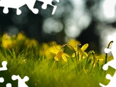 Daffodils, Spring