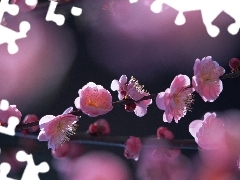 donuts, kirsch, Spring, Flowers