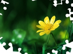 Colourfull Flowers, Yellow, spring