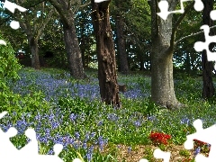 Spring, forest, Flowers