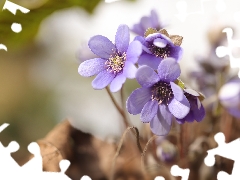 Spring, Liverworts, Flowers