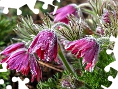 Spring, pasque, Flowers