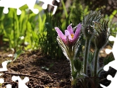 Spring, pasque, Flowers