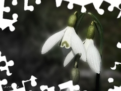 Spring, snowdrops, Flowers
