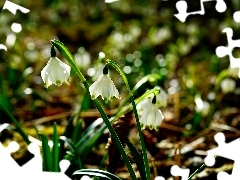 Spring, Flowers, flurry