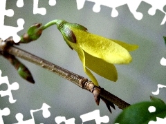 forsythia, Spring