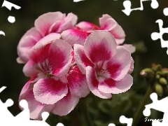 geranium, Spring
