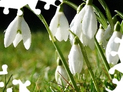 Spring, snowdrops, grass