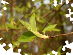 young, Leaf, Spring, green ones