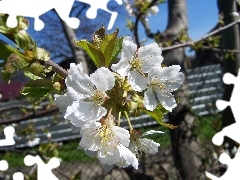 Spring, Flowers, kirsch