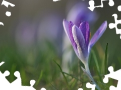 lilac, Colourfull Flowers, Spring, crocus