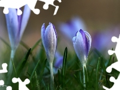 lilac, Flowers, Spring, crocuses