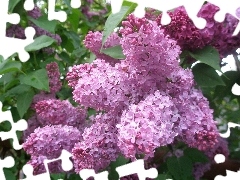 Spring, Flowers, lilac