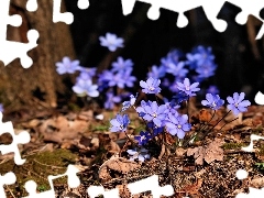 Liverworts, Spring