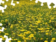 Spring, dandelions, Meadow