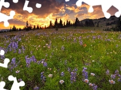 Spring, Meadow, clouds, forest, dark