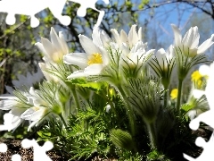 pasque, viewes, Spring, trees