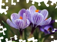 purple, Flowers, Spring, crocuses