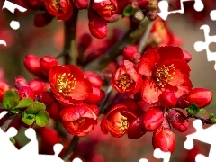 Spring, Flowers, quinces