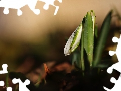 Snowdrop, Colourfull Flowers, Spring, White