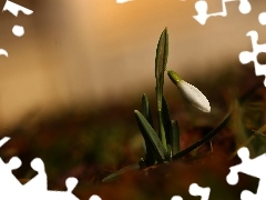 Snowdrop, Colourfull Flowers, Spring, White