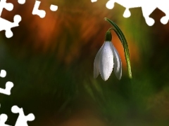 Snowdrop, Colourfull Flowers, Spring, White