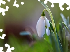 Snowdrop, Colourfull Flowers, Spring, White