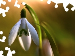 Snowdrop, Colourfull Flowers, Spring, White