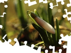 Snowdrop, Colourfull Flowers, Spring, White